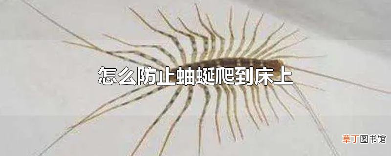 怎么防止蚰蜒爬到床上