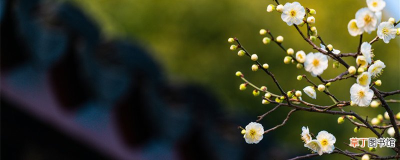 梅花让我们想到了哪些默默无闻的人 梅花会让我们想到了哪些默默无闻的人呢