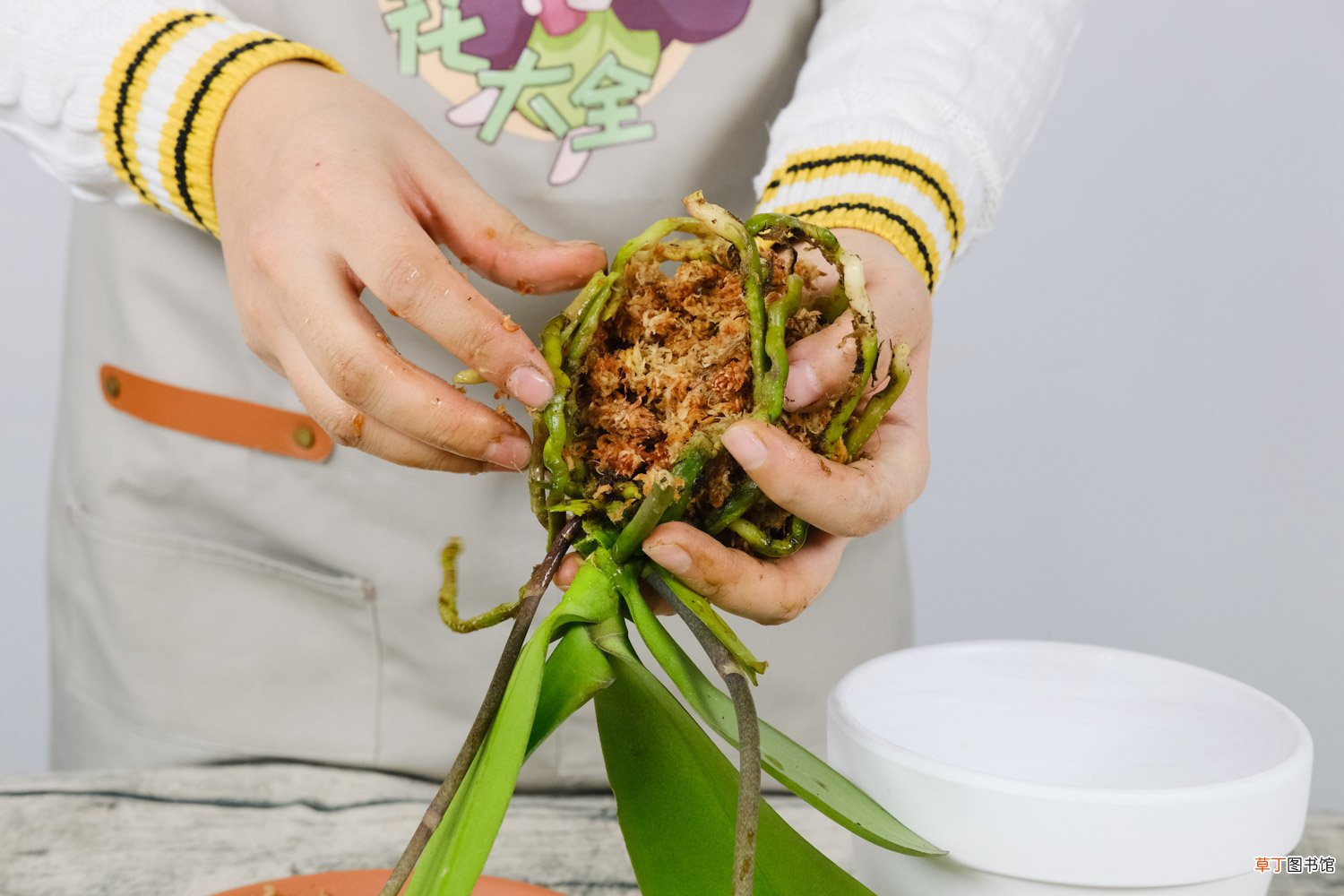 蝴蝶兰什么时候长花剑