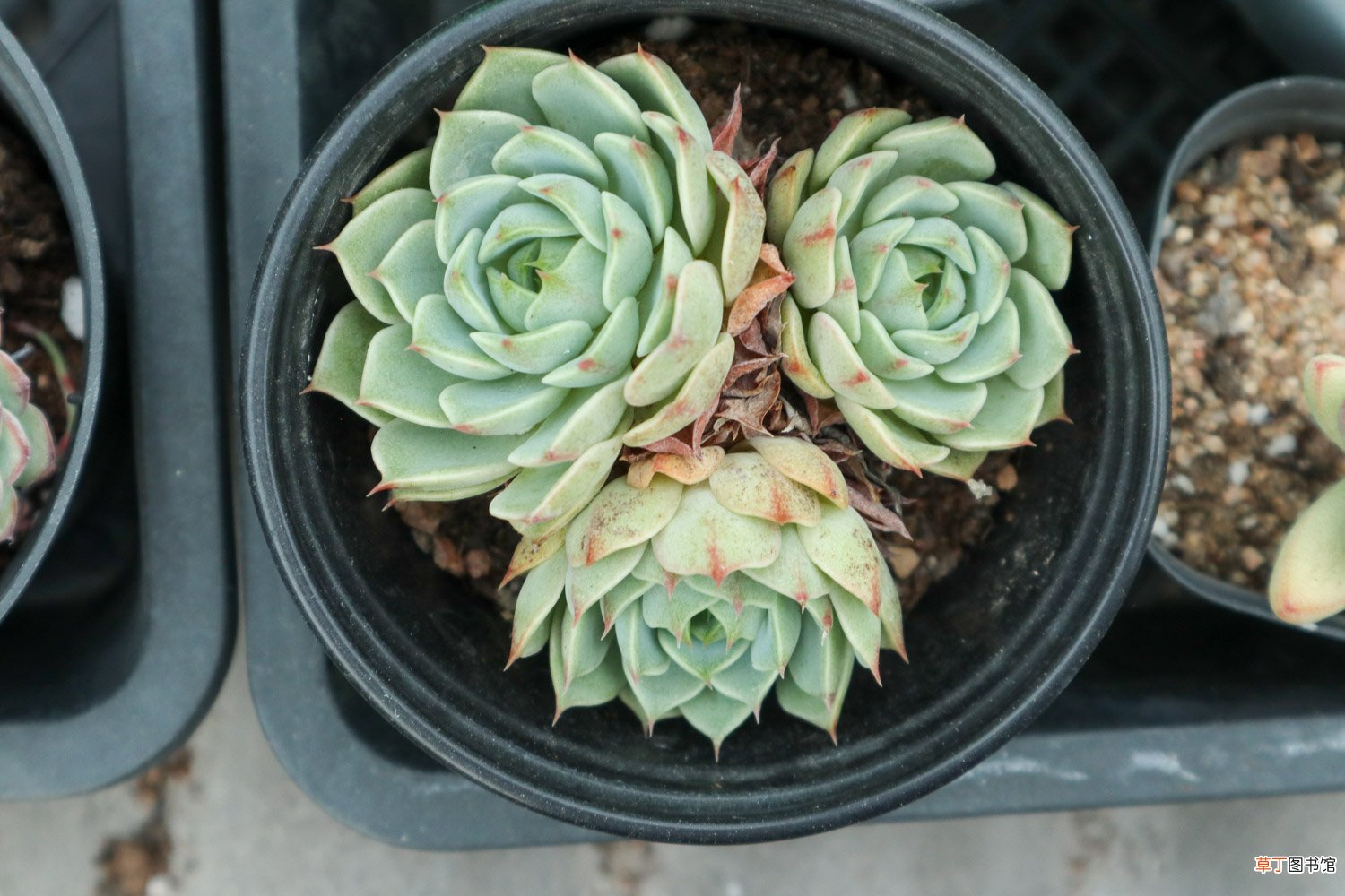 多肉植物新手种植入门