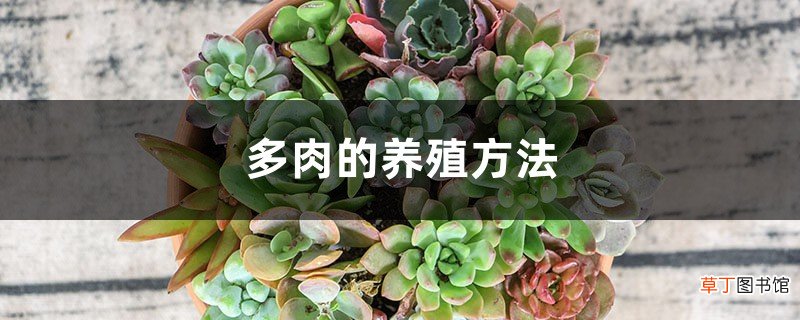 多肉的养殖方法