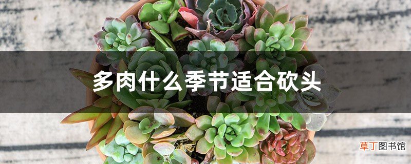多肉什么季节适合砍头
