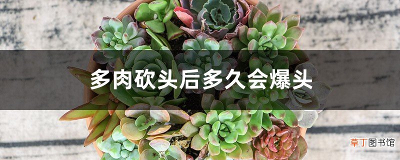 多肉砍头后多久会爆头