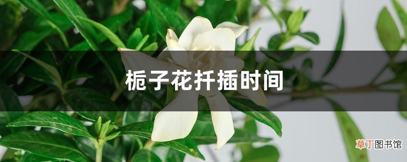 栀子花扦插时间