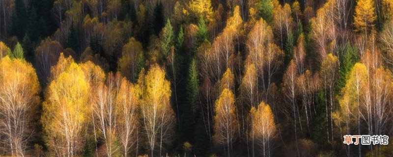 秋天山林的特点 秋天山林有什么特点