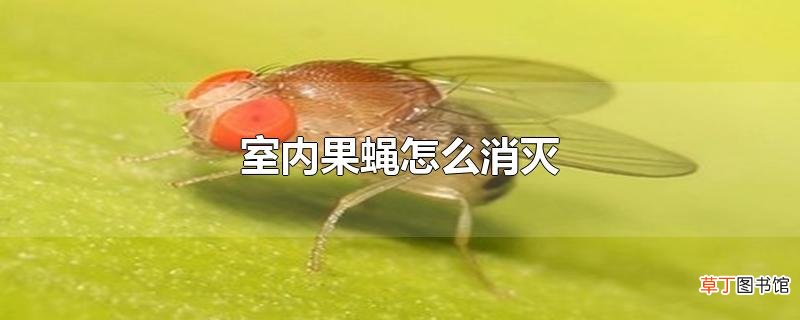 室内果蝇怎么消灭