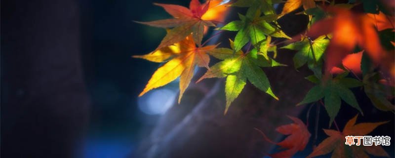 枫林晚的正确意思 枫林晚怎么解释