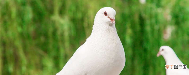 白鸽向往江海与敬亭山之巅什么意思 白鸽向往江海与敬亭山之巅的意思