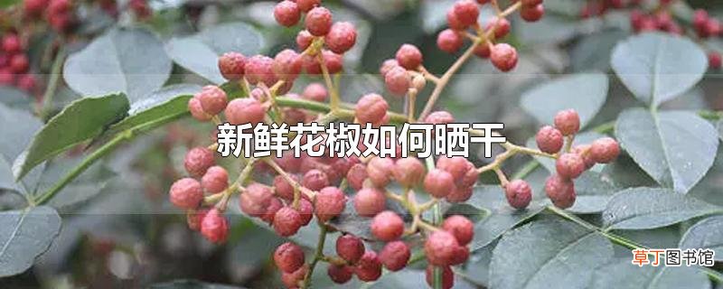 新鲜花椒怎么晒干