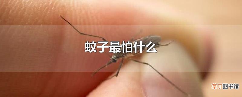 蚊子最怕什么
