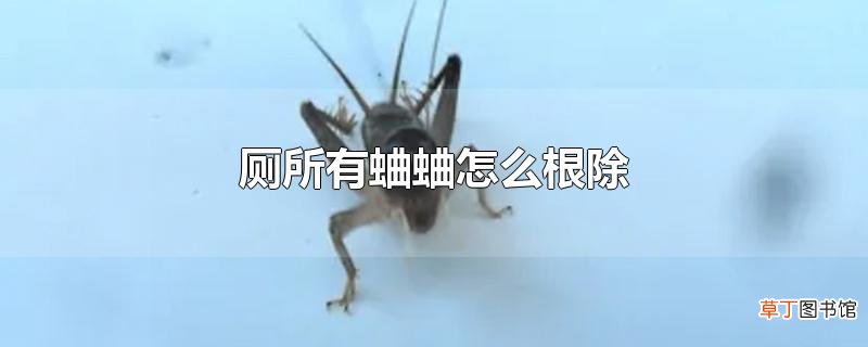 厕所有蛐蛐怎么根除