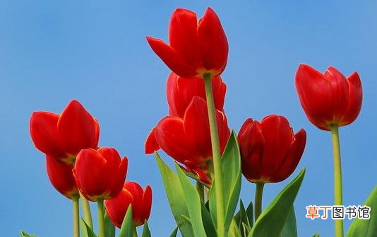 在室内用花卉装饰的布局方法