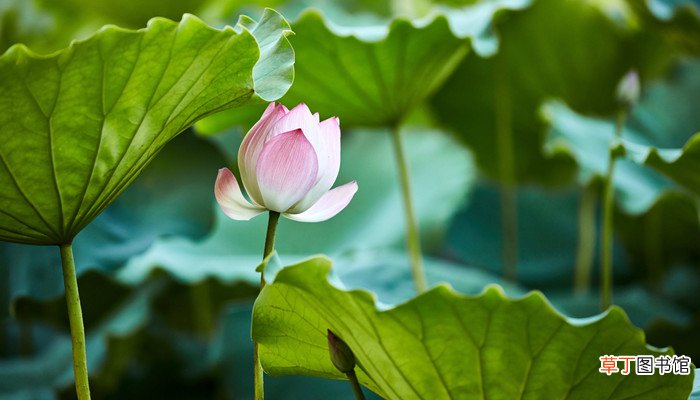 亭亭玉立晚风前,一片清芬透碧天什么意思? 亭亭玉立晚风前,一片清芬透碧天的意思是什么