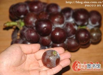 怎样清洗葡萄最干净最方便？巧洗葡萄的小妙招
