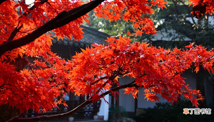红叶似火是什么季节 红叶似火描写的是什么季节