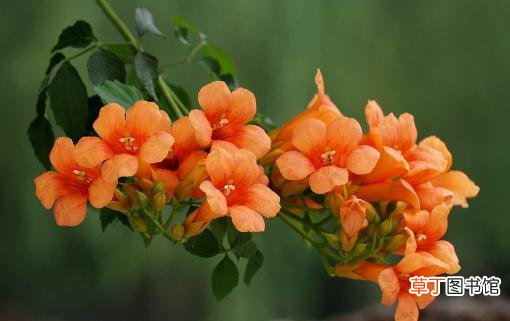 栀子花叶片变黄的具体原因