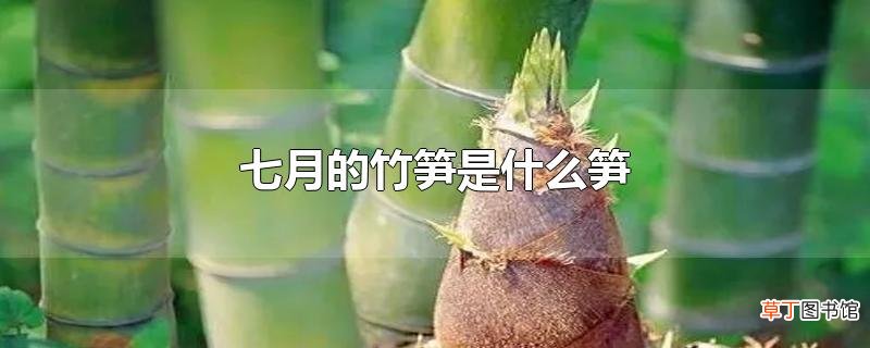 七月的竹笋是什么笋