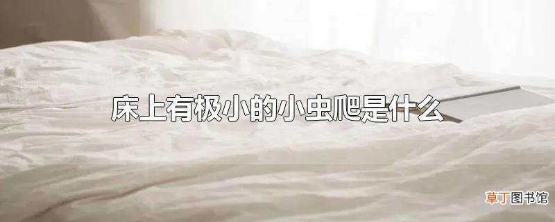 床上有极小的小虫爬是什么