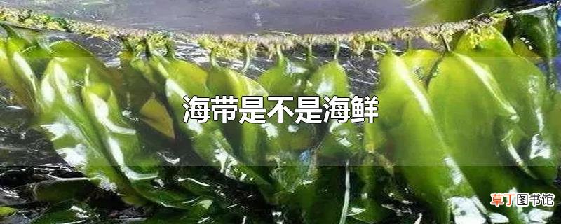 海带是不是海鲜