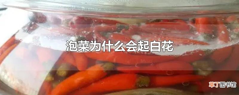 泡菜为什么会起白花