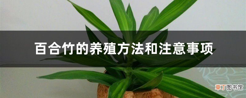 百合竹的养殖方法和注意事项