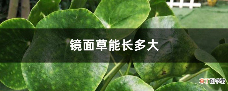 镜面草能长多大