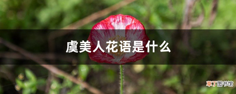 虞美人花语是什么