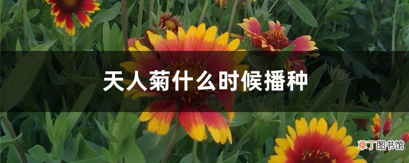 天人菊什么时候播种