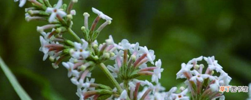密蒙花什么时候开花