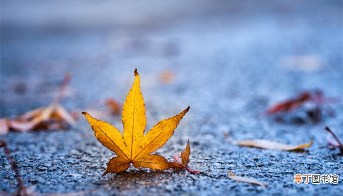 陌上深秋处,岁月宜静美啥意思 陌上深秋处,岁月宜静美的意思是什么
