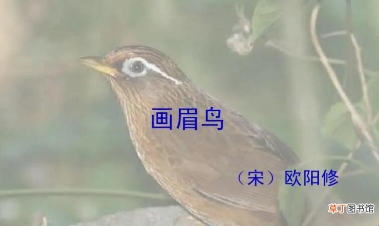 《画眉鸟》原文是什么