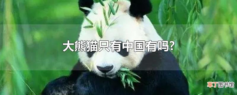 大熊猫只有中国有吗?