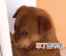 为什么男人变胖 男人结婚后为什么会胖