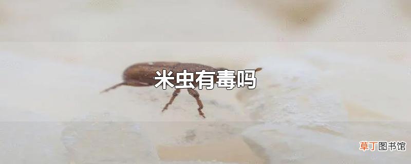 米虫有毒吗