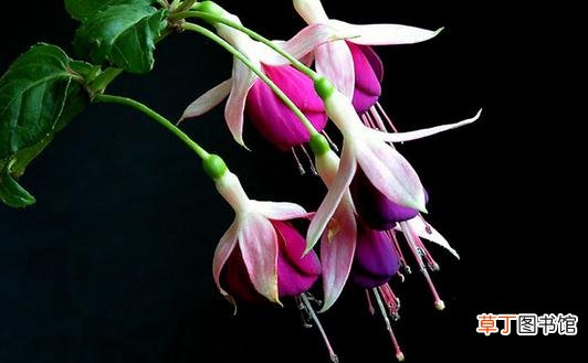 想养花？花卉都有哪些类型？