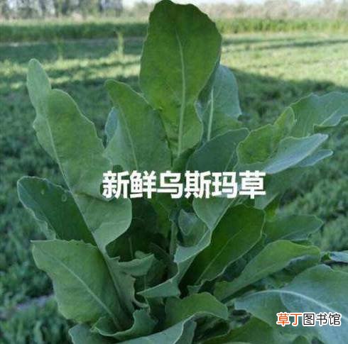 乌斯玛草能生发吗