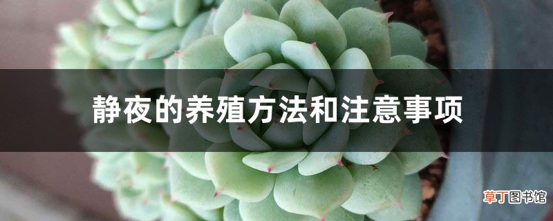 静夜的养殖方法和注意事项