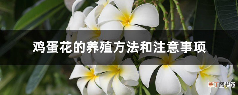 鸡蛋花的养殖方法和注意事项