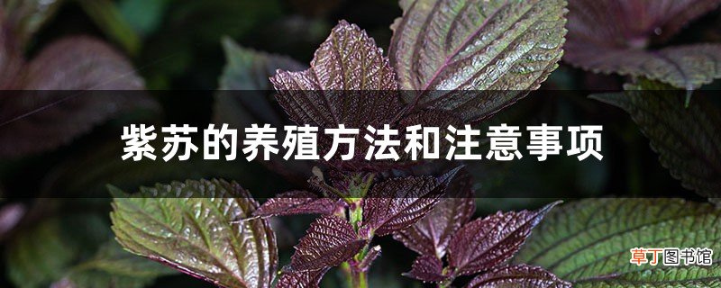 紫苏的养殖方法和注意事项