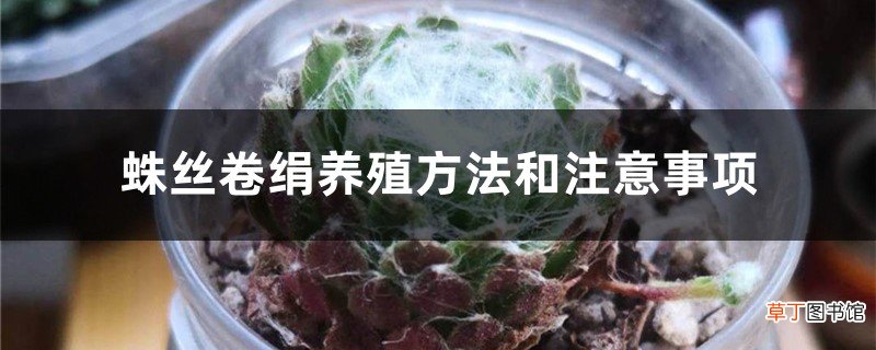 蛛丝卷绢养殖方法和注意事项