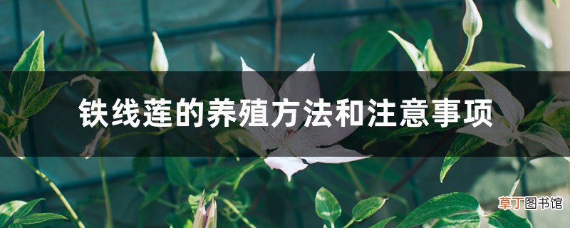 铁线莲的养殖方法和注意事项