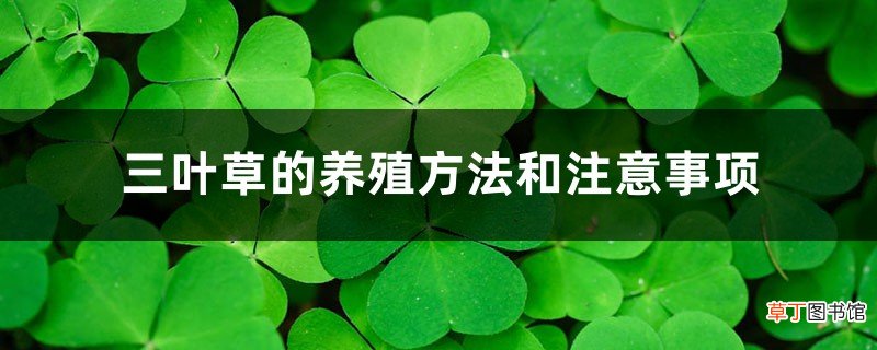 三叶草的养殖方法和注意事项