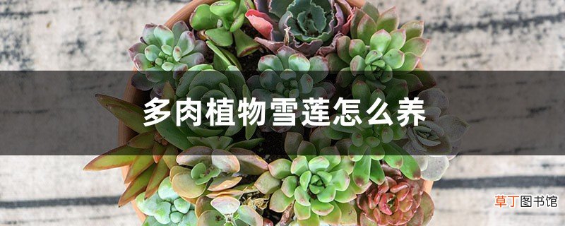 多肉植物雪莲怎么养