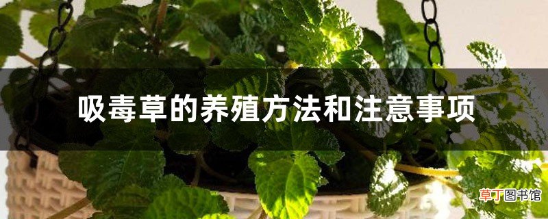 吸毒草的养殖方法和注意事项
