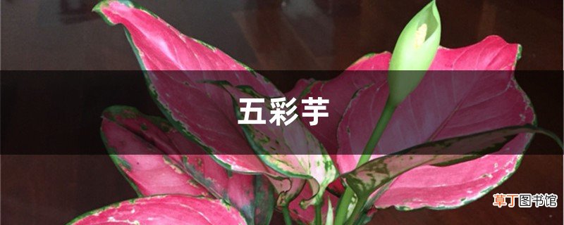 彩叶芋 五彩芋的养殖方法和注意事项