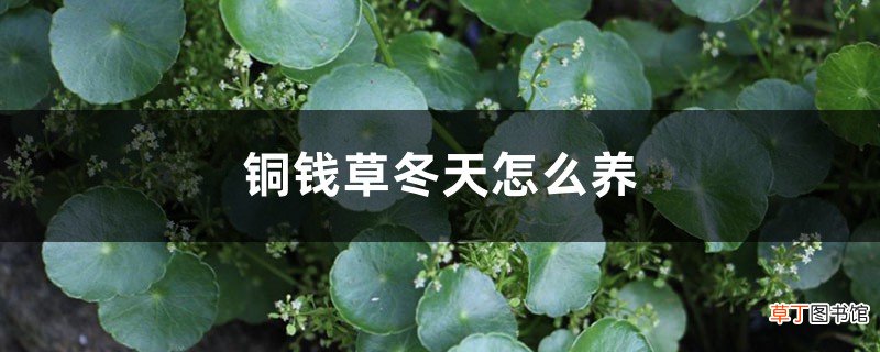铜钱草冬天怎么养