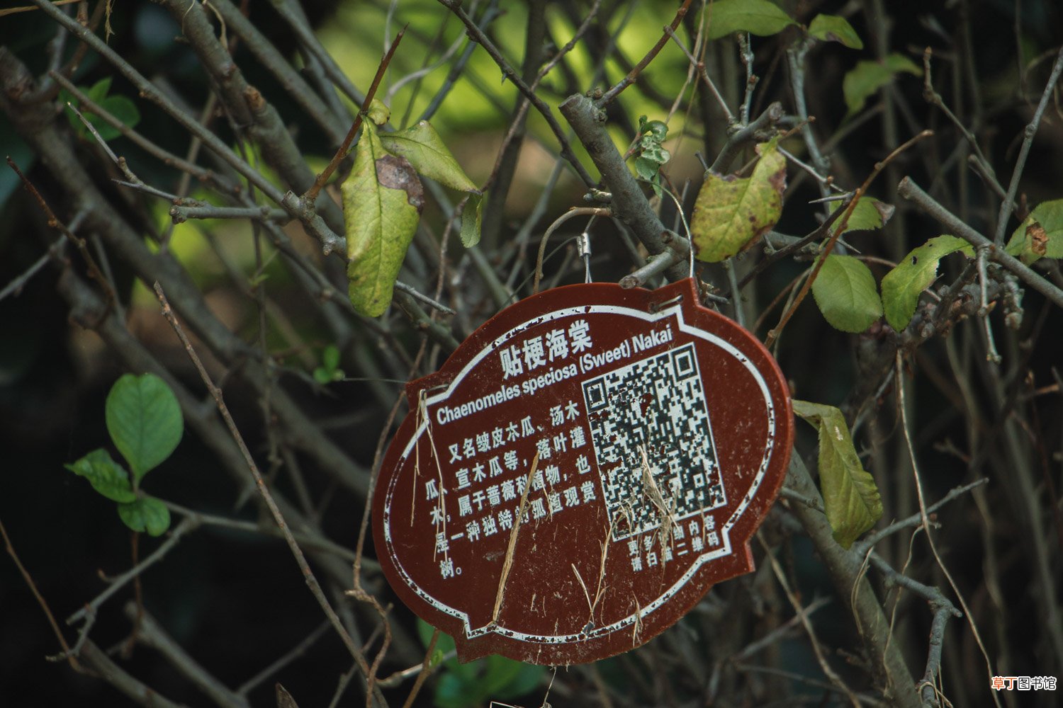 贴梗海棠的养殖方法和注意事项