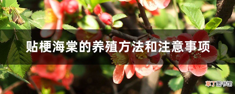 贴梗海棠的养殖方法和注意事项