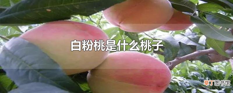 白粉桃是什么桃子