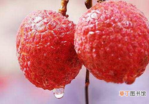 荔枝价格大跳水 荔枝价格大跌